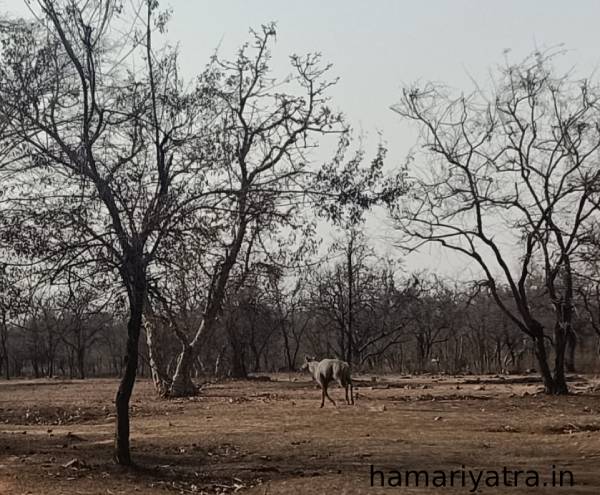 Ken Gharial Sanctuary