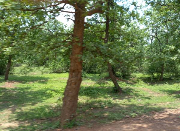 Nauradehi Wildlife Sanctuary 