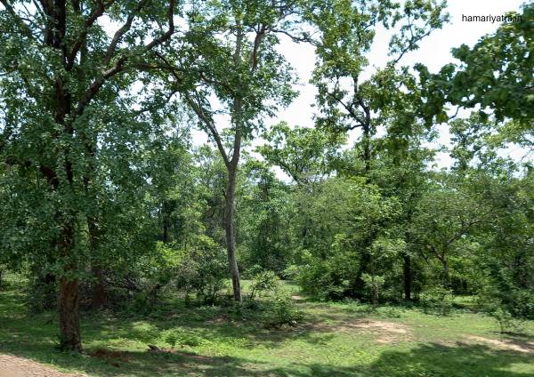 Nauradehi Wildlife Sanctuary 