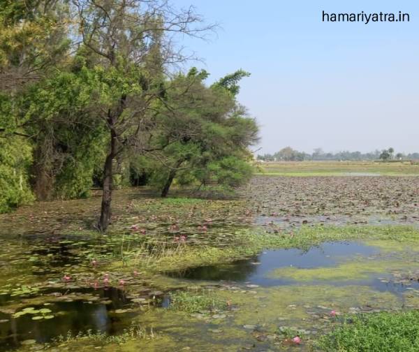 Gulawat Lotus Valley Indore